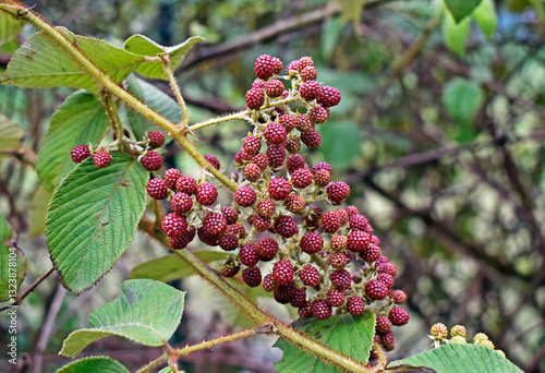 Obraz na płótnie Mysore raspberry, Ceylon raspberry or hill raspberry (Rubus niveus) fruits on garden w salonie