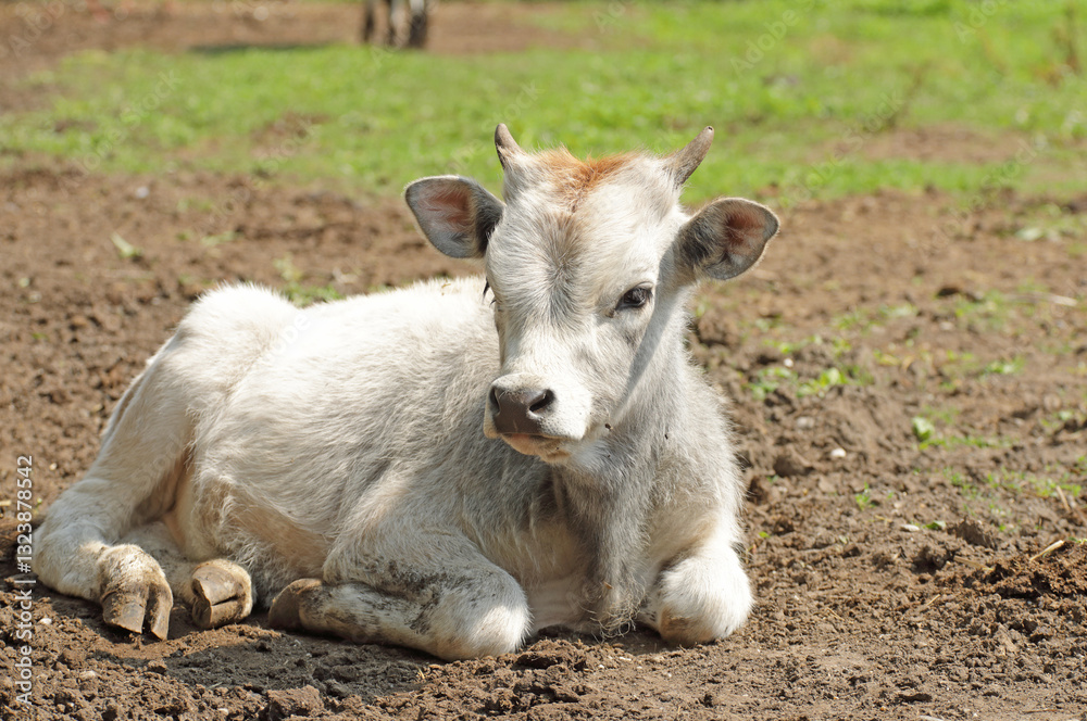 Obraz premium Kalb vom Steppengraurind