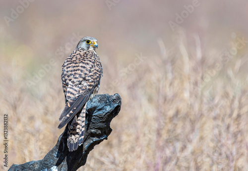 Konstfotografi Peregrine Falcon on a Branch