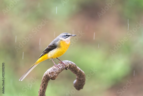 Yellow Bird Perched in Rain photo