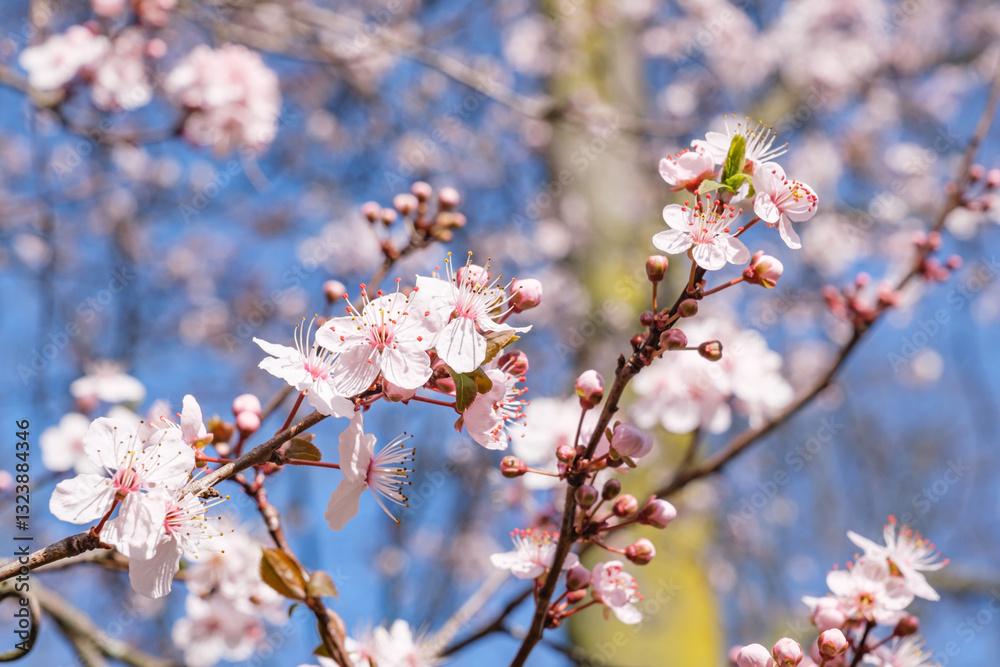 Close up view of cherry blossoms in full bloom against a bright blue sky Close up view of cherry blossoms in full bloom against a bright blue sky