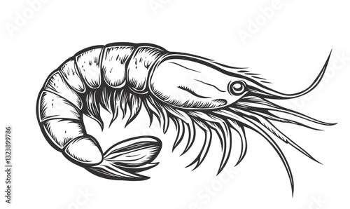 Detailed shrimp illustration in linear style, sea life icons set, vector.