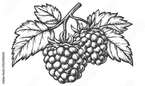 Detailed raspberry branch with leaves linear icons set, vector.