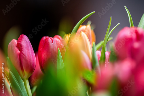 Bukiet tulipanów tulipan  © Grzegorz