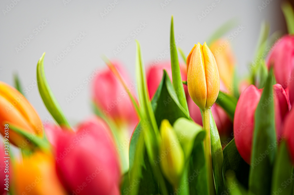 Fototapeta premium Bukiet tulipanów tulipan 