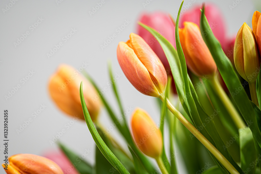 Fototapeta premium Bukiet tulipanów tulipan 