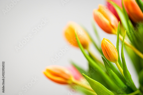 Bukiet tulipanów tulipan  © Grzegorz