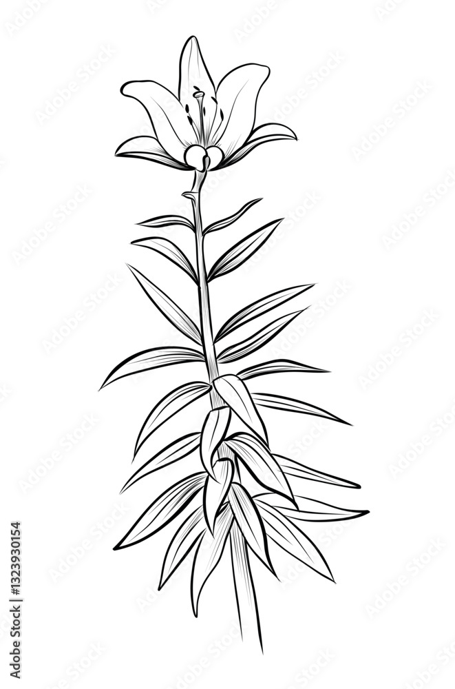 Naklejka premium hand-drawn drawing of a blooming lily flower vector illustration