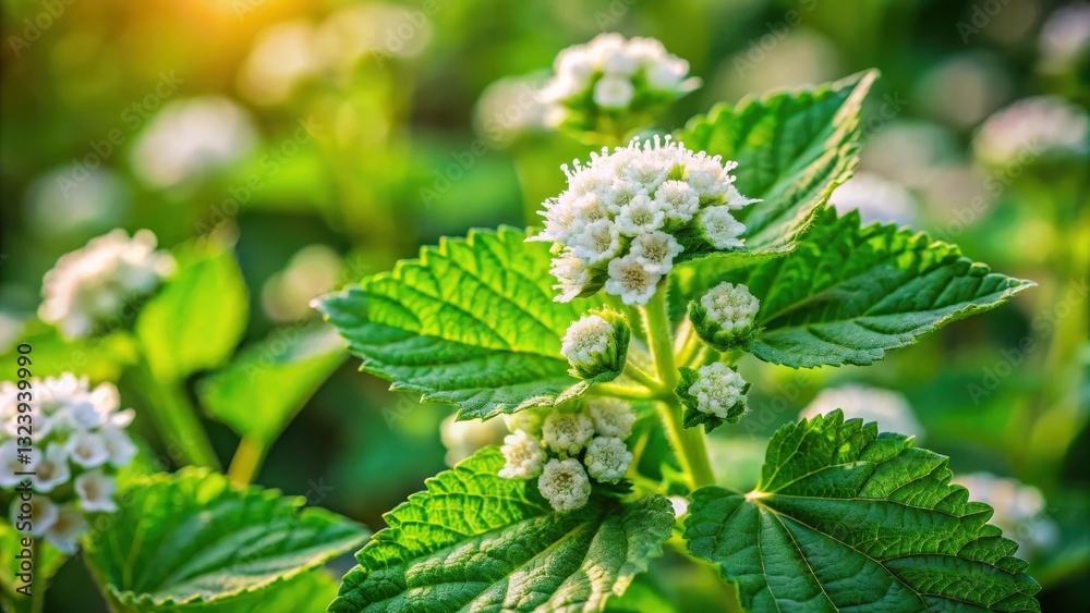 close-up of blooming marshmallow plant showing delicate flowers and vibrant green leaves, bloom close-up of blooming marshmallow plant showing delicate flowers and vibrant green leaves, bloom