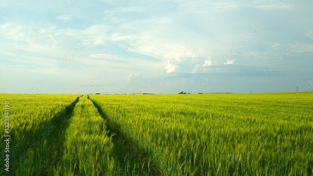 Obraz premium open field and freedom