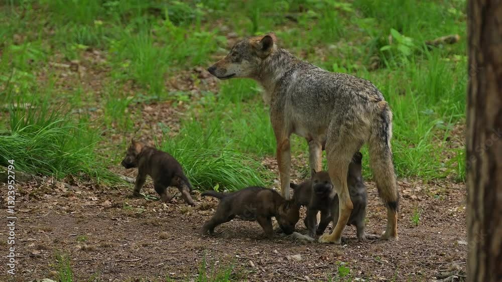 Wolf, Canis Lupus, Adult, Jungtiere, Wald, Sommer, Deutschland Wolf, Canis Lupus, Adult, Jungtiere, Wald, Sommer, Deutschland