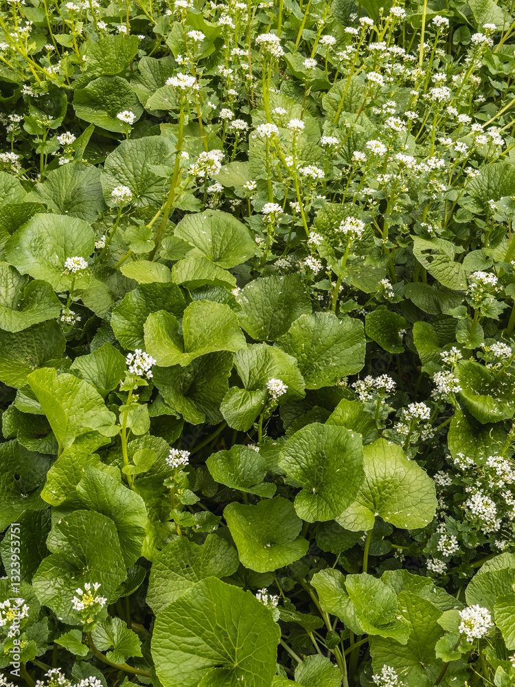Wasabi Farming Serenity