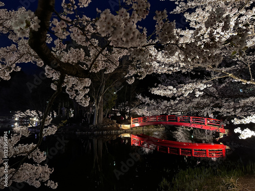 Obraz na płótnie Illuminated Cherry Blossoms and Red Bridge at Twilight w salonie