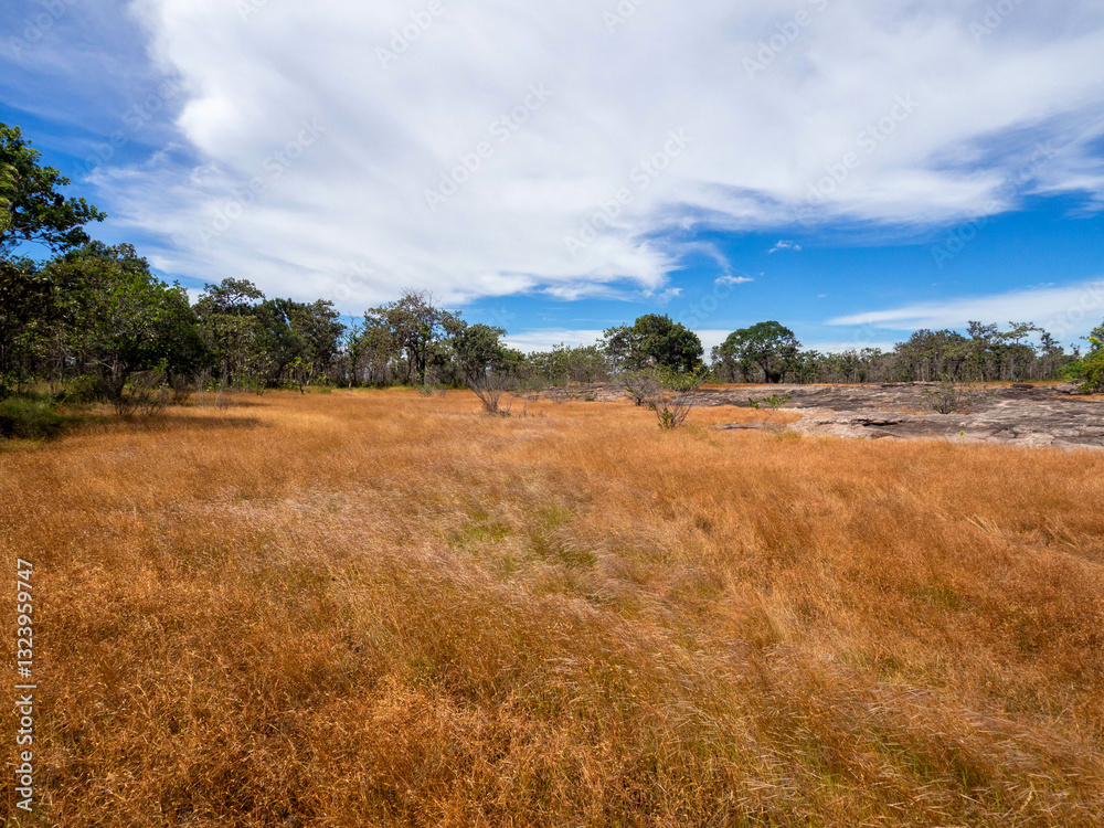 Fototapeta premium The beautiful yellow dry grass savanna and blue sky.