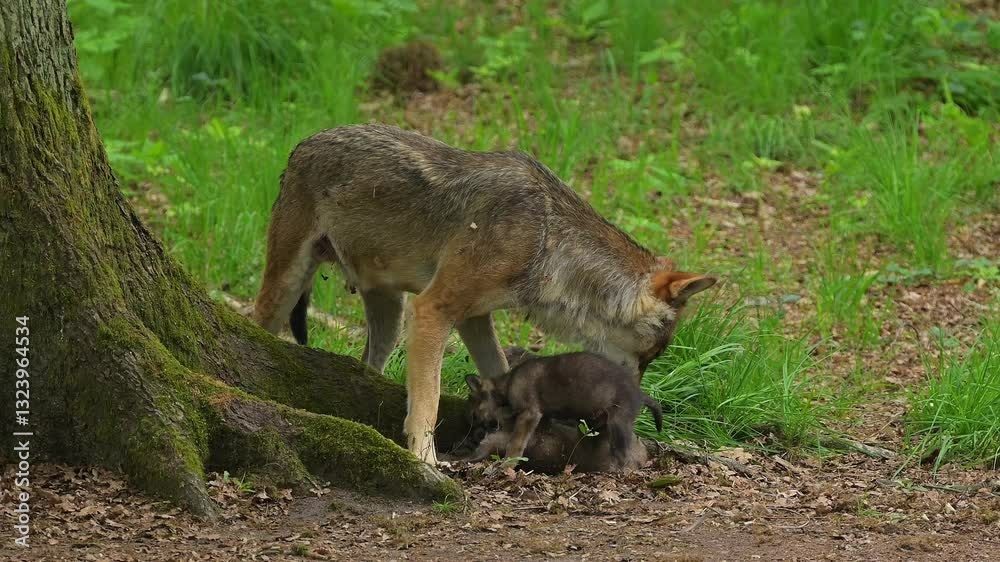 Wolf, Canis Lupus, Adult, Jungtiere, Wald, Sommer, Deutschland Wolf, Canis Lupus, Adult, Jungtiere, Wald, Sommer, Deutschland