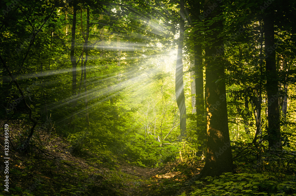 Fototapeta premium sun rays in green magical woods