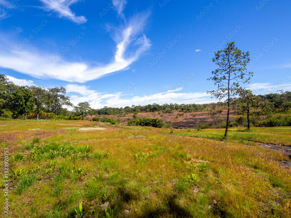 The small wildflower field with good day sky. The small wildflower field with good day sky.