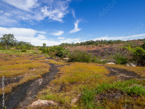 The walkway in the yellow wildflower field and green forest with good sky.