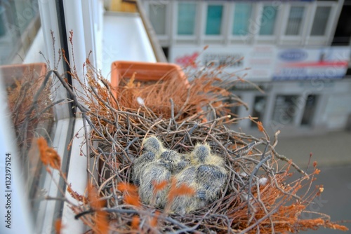 Two little squabs in the nest. Pigeon bird nest on the window sill. The concept of pigeon life in the town