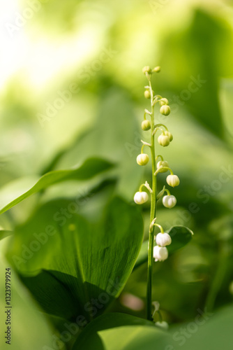 Lily of the valley blossom close-up with soft green surrounding and warm cozy light.