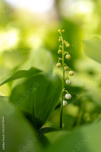 Lily of the valley blossom close-up with soft green surrounding and warm cozy light.