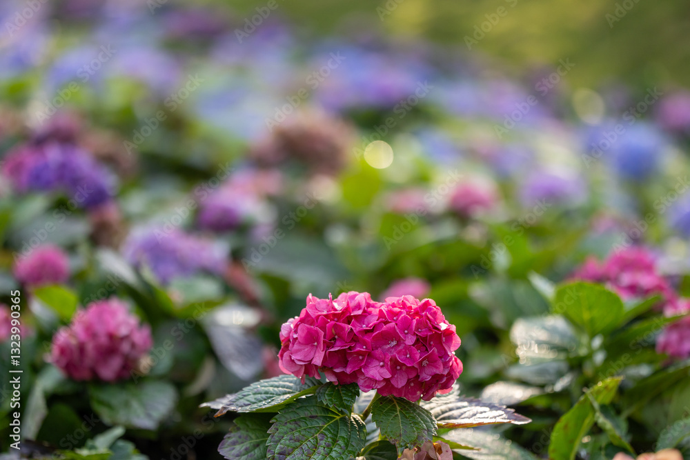 Hydrangea flowers in full bloom on the background for spring and summer English country cottage garden for perennial and annual plants Hydrangea flowers in full bloom on the background for spring and summer English country cottage garden for perennial and annual plants