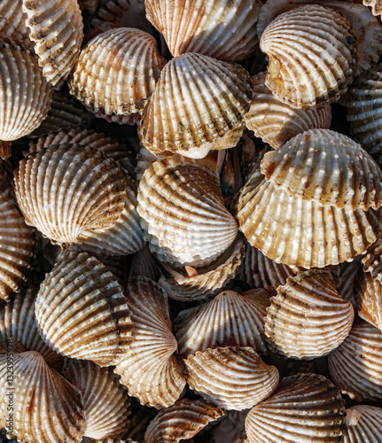 Close up of Cockle shell , abstrac cockling background cockles, fresh food