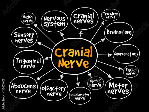 Cranial Nerve are a set of 12 paired nerves in the back of your brain, mind map text concept background