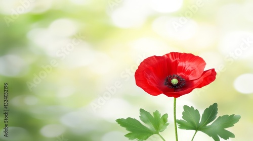 Vibrant red poppy bloom closeup of nature colorful blossom amidst lush green foliage