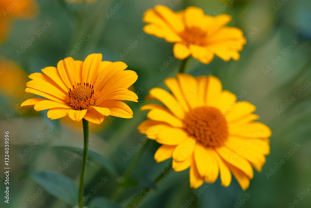 Vibrant Yellow Flowers in Bloom With Soft Green Background.. Vibrant Yellow Flowers in Bloom With Soft Green Background..