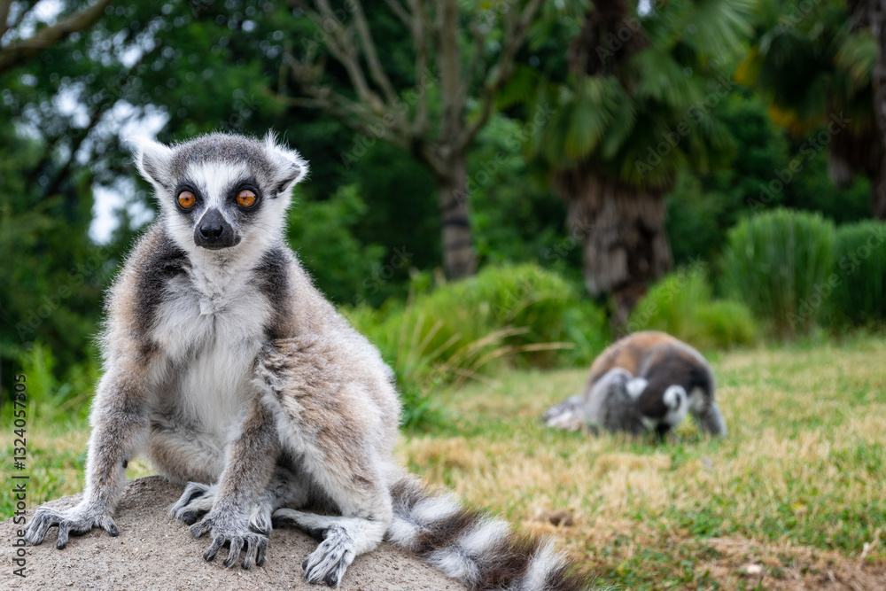 Obraz premium Beautiful Lemurs resting in a meadow