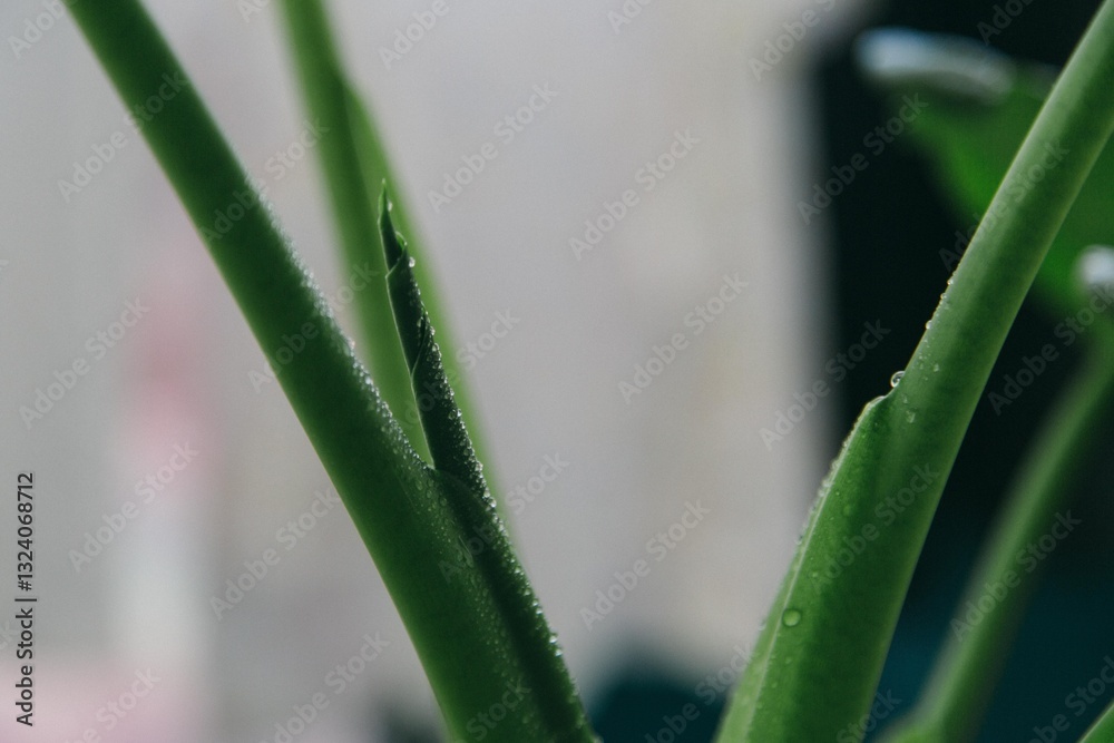 Fototapeta premium Green（観葉植物）