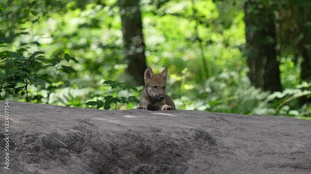 Wolf, Canis Lupus, Jungtier, Wald, Sommer, Deutschland Wolf, Canis Lupus, Jungtier, Wald, Sommer, Deutschland