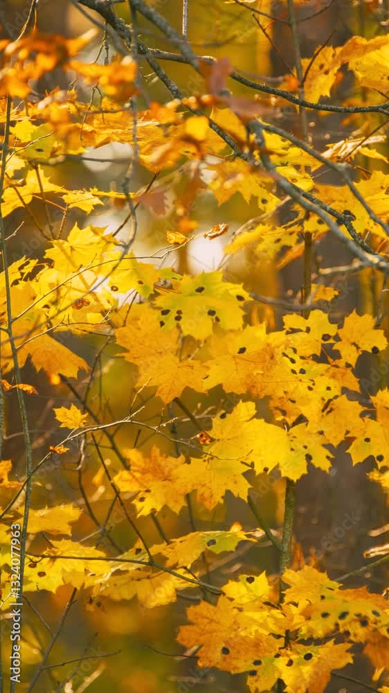 Green Maple Tree Turn Yellow. Timelapse. Autumn Mood. Summer Autumn Forest Transition. Season Change Concept. From Summer Green To Autumn Yellow. Time Lapse, Time-lapse Green Maple Tree Turn Yellow. Timelapse. Autumn Mood. Summer Autumn Forest Transition. Season Change Concept. From Summer Green To Autumn Yellow. Time Lapse, Time-lapse