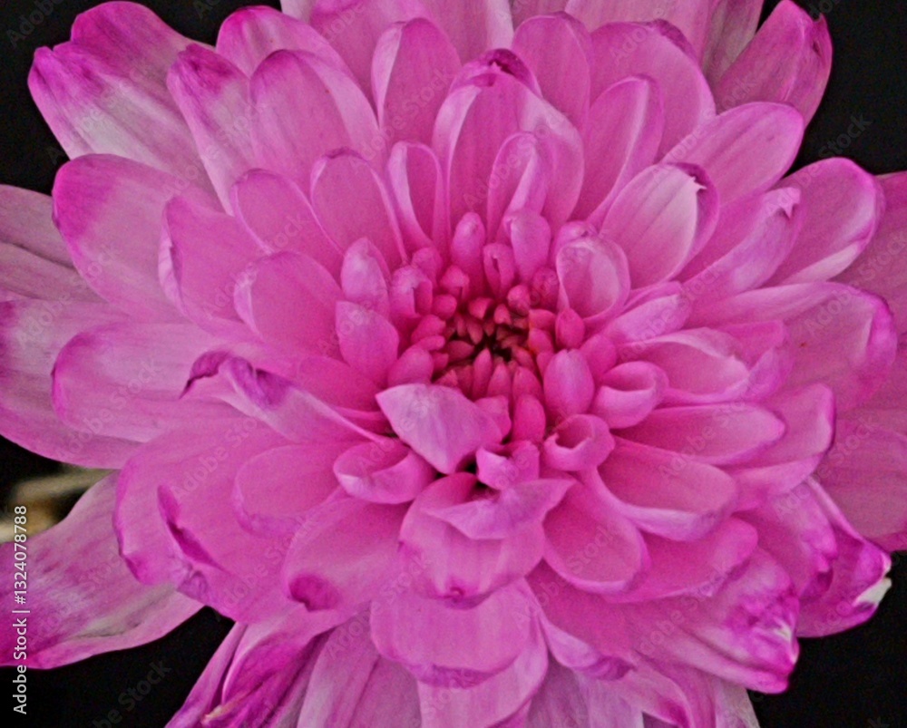 aster flower grows in apartment close-up aster flower grows in apartment close-up