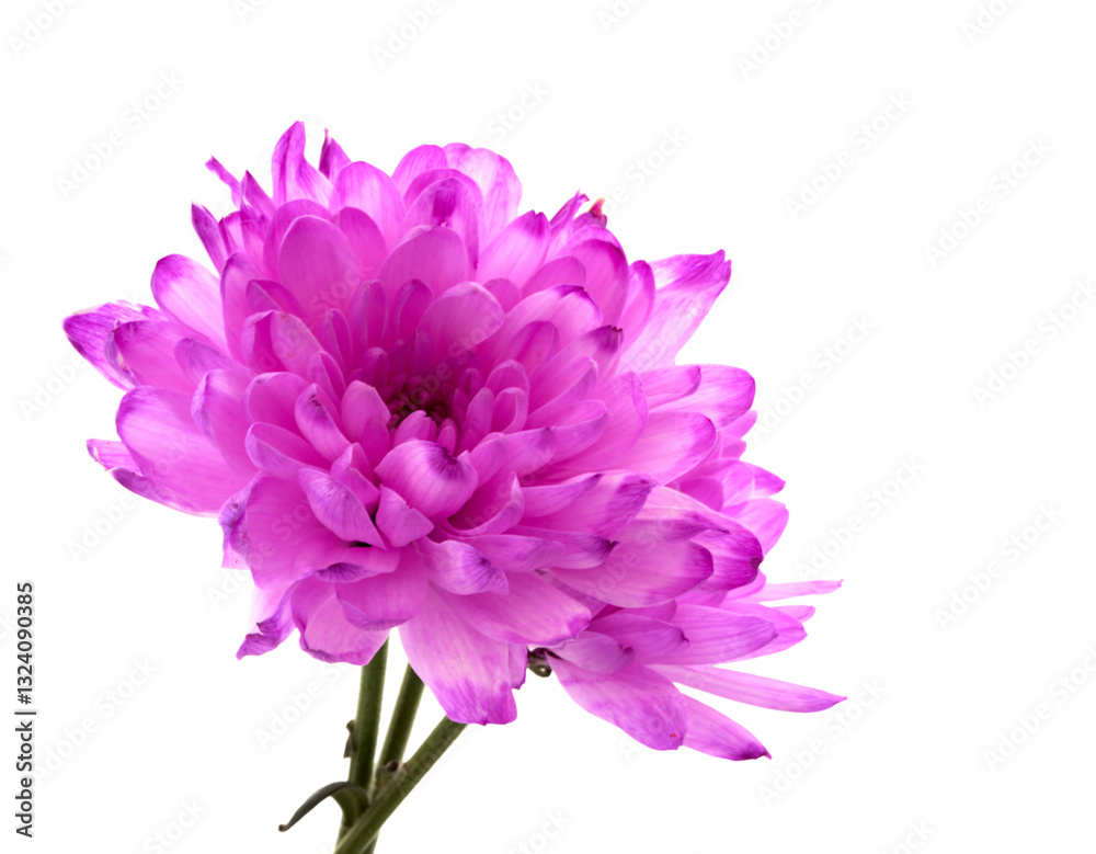 aster flower grows in apartment close-up aster flower grows in apartment close-up