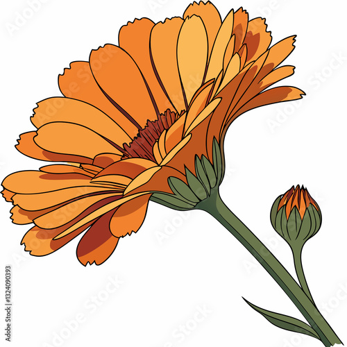 clipart-style Calendula (Marigold) flower illustration. orange flower isolated on white background
