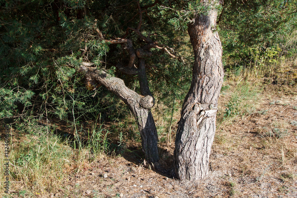 windbent pine trees in the forest