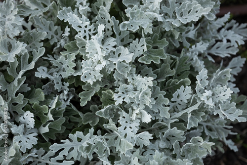Rough leaves of amazing plant cineraria from above photo
