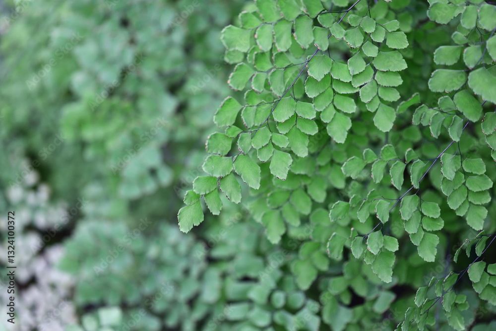 A close-up view of a small green plant with leaves, great for nature and gardening themes. A close-up view of a small green plant with leaves, great for nature and gardening themes.