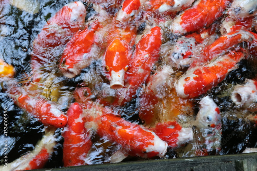 The koi in the large pond have beautiful colors. The koi in the large pond have beautiful colors.