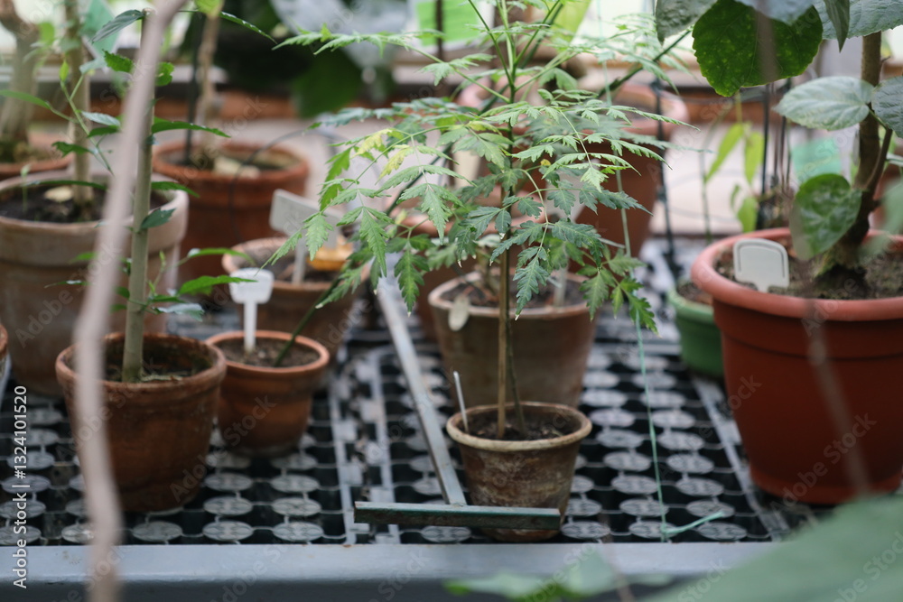 A collection of potted plants sits on a table, perfect for decorating or giving as a gift. A collection of potted plants sits on a table, perfect for decorating or giving as a gift.