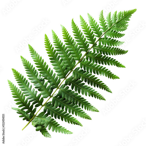 Delicate Green Fern Frond Showcased Against Black Background Highlighting Natural Beauty