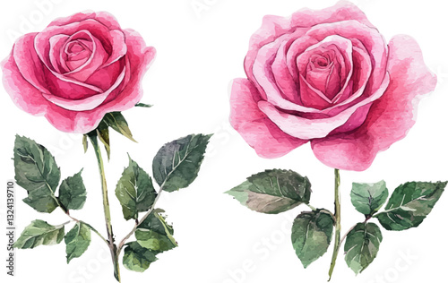 pink roses on white background
