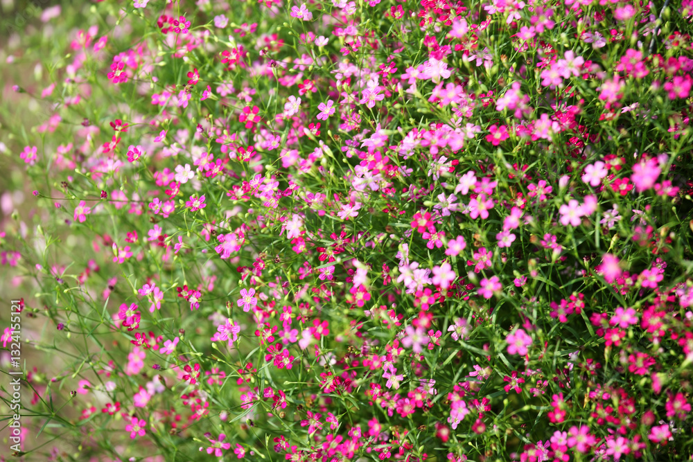 Vibrant Pink Wildflowers Blooming in a Lush Green Garden Scene