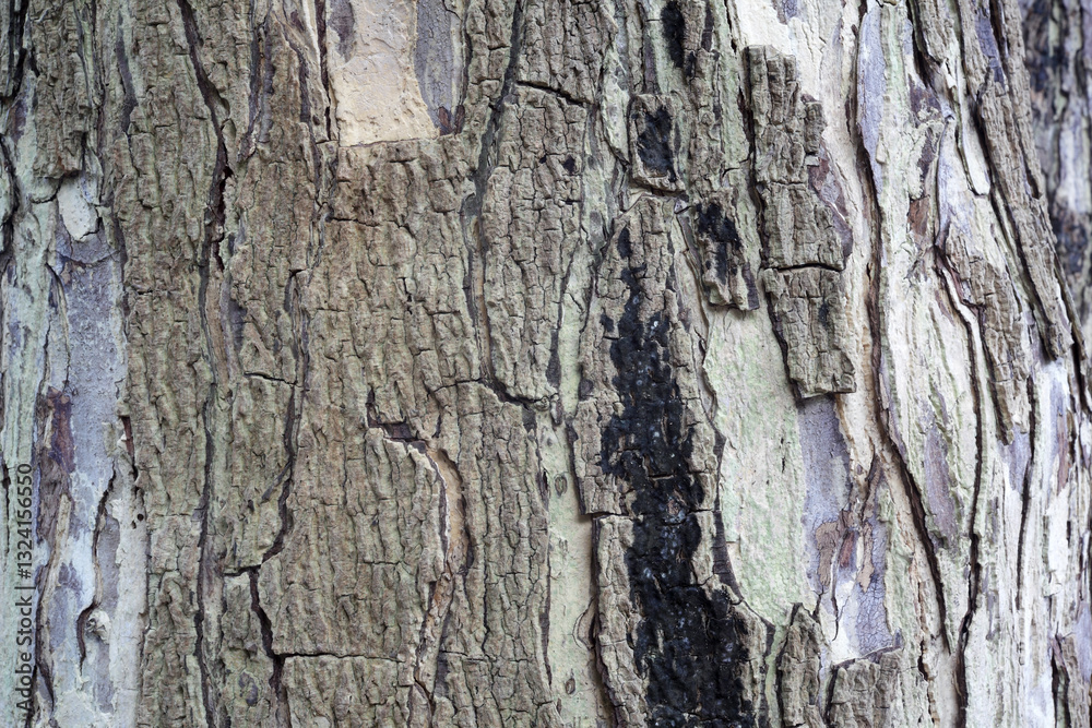 Detailed Texture of Bark on Natural Tree Trunk Close-Up View Detailed Texture of Bark on Natural Tree Trunk Close-Up View