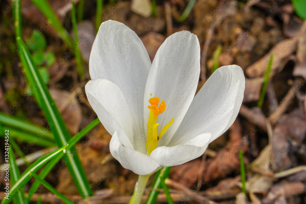 Crocus blooming on a spring sunny day. Crocus blooming on a spring sunny day.
