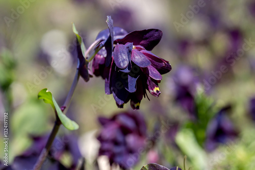 Bright, flowering plant (Cerinthe major) close-up