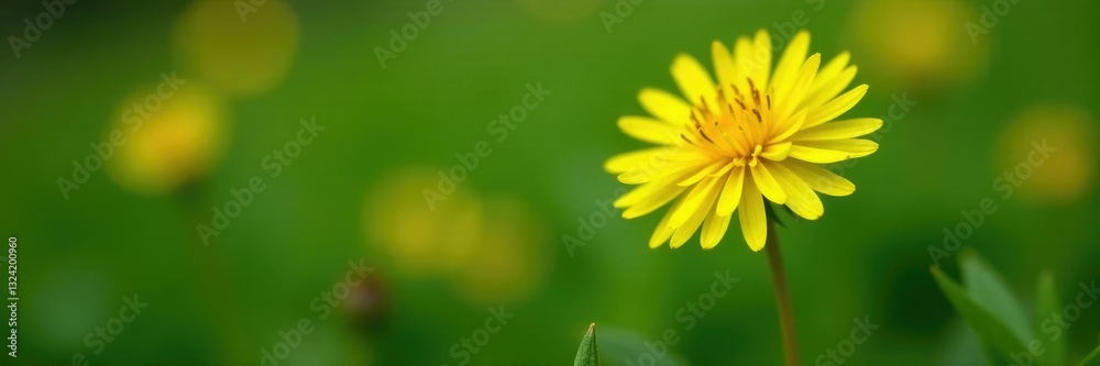 Yellow dandelion flower with delicate stem and leaves, yellow, green, flowers Yellow dandelion flower with delicate stem and leaves, yellow, green, flowers