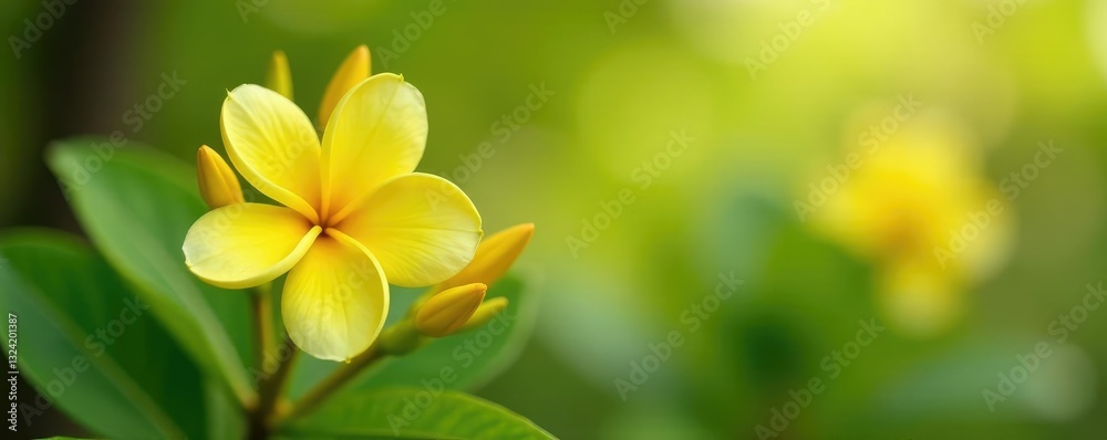 Obraz premium Yellow ixora flower with delicate white petals, botanical, nature